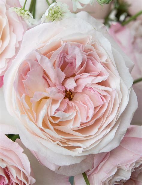 monas roses|English Roses from David Austin Roses 